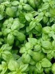 dried basil leaves